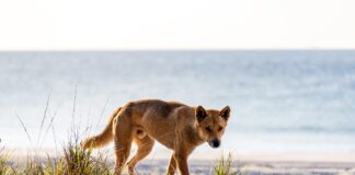 A dingo is pictured walking along grassy sand dunes. Picture: Shutterstock.