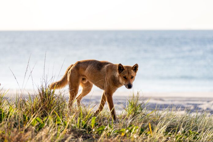 A dingo is pictured walking along grassy sand dunes. Picture: Shutterstock.