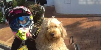 A motorbike rider, pulled over by police, has a dog in front of her and it has its paws on the handlebars.