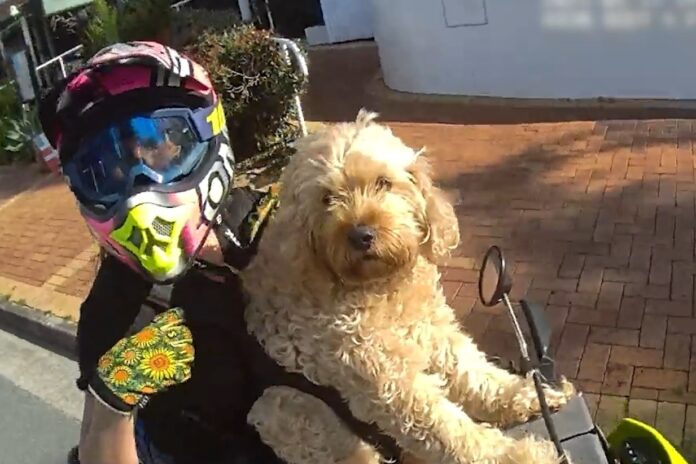 A motorbike rider, pulled over by police, has a dog in front of her and it has its paws on the handlebars.