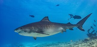 A tiger shark cruises near the seabed. Picture: Shutterstock.