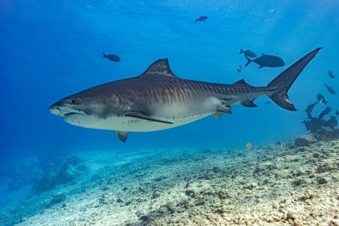 A tiger shark cruises near the seabed. Picture: Shutterstock.