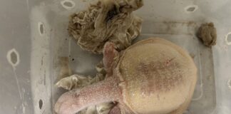 A turtle in a container, which was intercepted at an airport by officials during an exotic wildlife trafficking investigation. Picture: AAP and Department of Agriculture, Fisheries and Forestry.