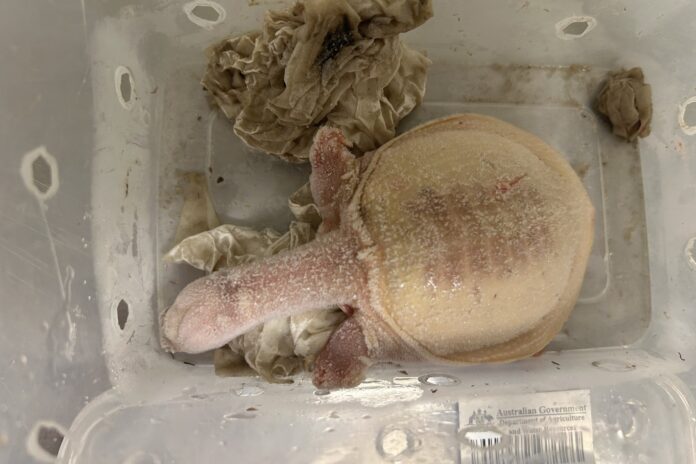 A turtle in a container, which was intercepted at an airport by officials during an exotic wildlife trafficking investigation. Picture: AAP and Department of Agriculture, Fisheries and Forestry.