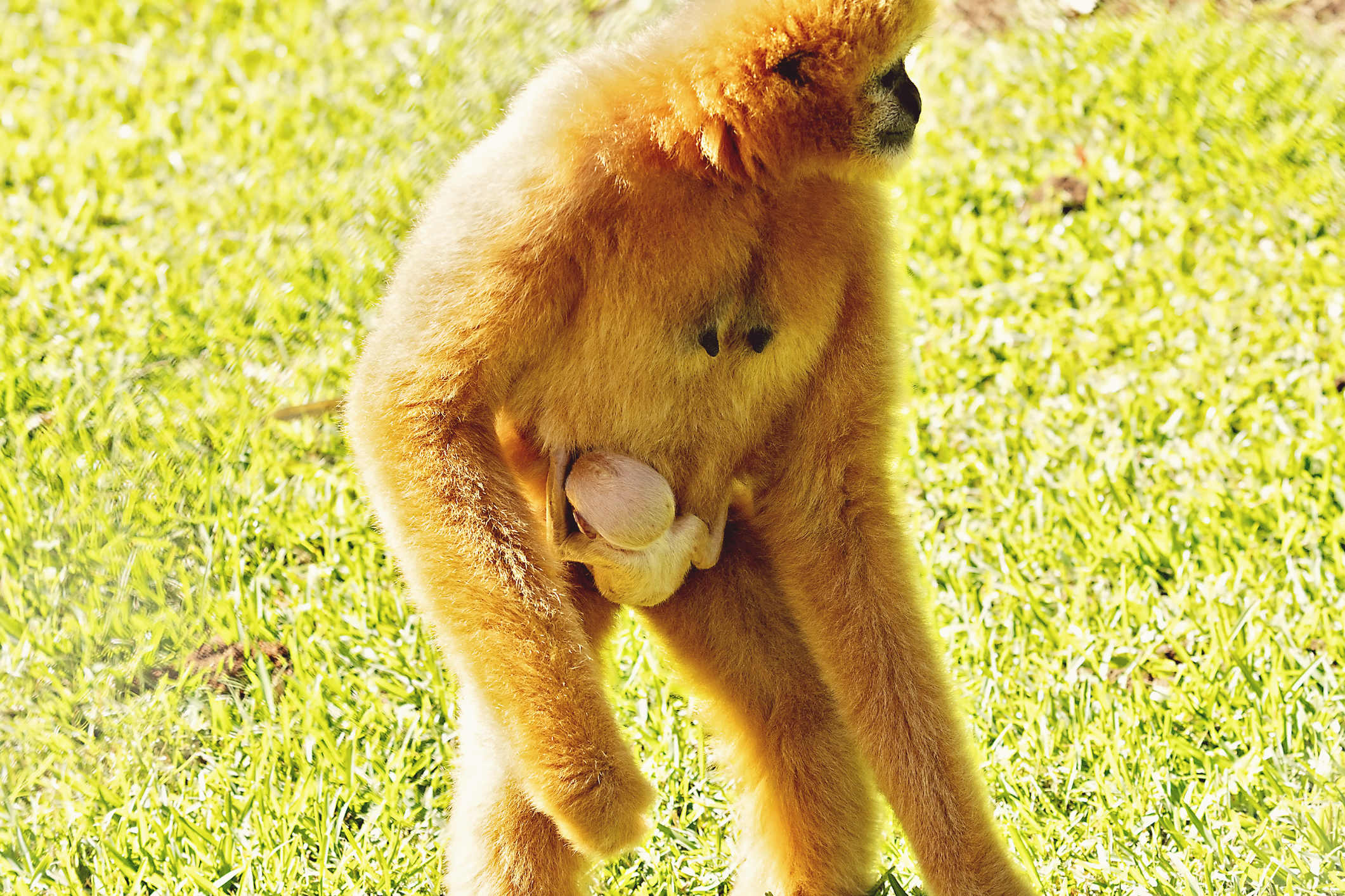 Picture by Wildlife HQ.