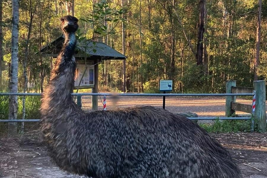 Horse riders told to steer clear of park for now due to emu