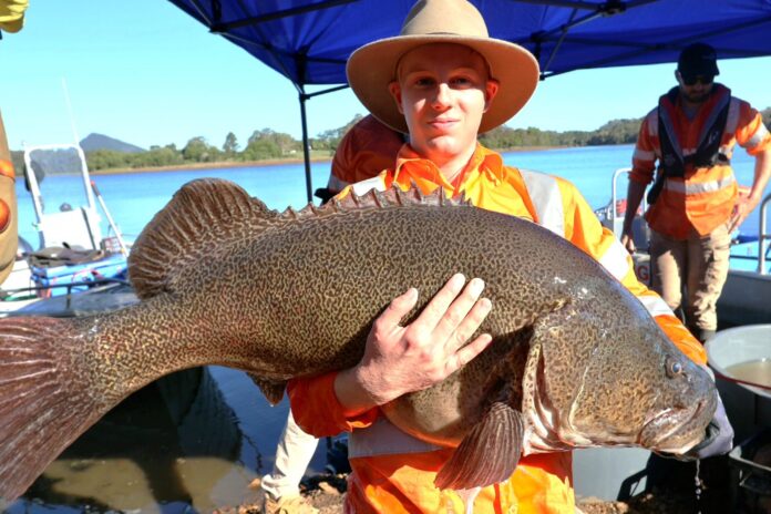 A huge Mary River Cod was caught in Lake Macdonald and released into the Mary River.