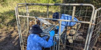 The feral animal team sets up a pig trap.