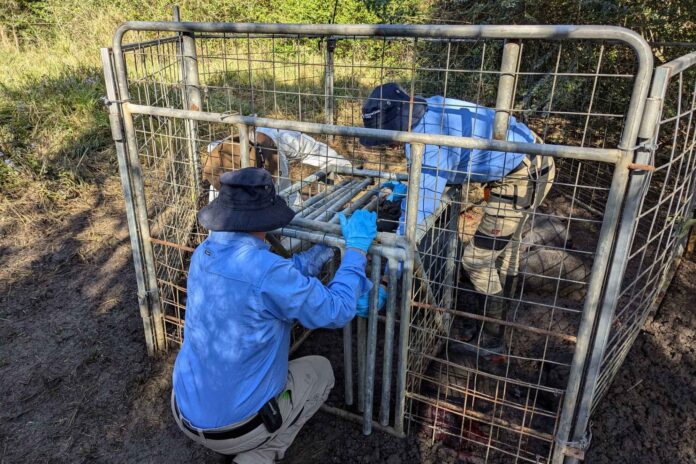 The feral animal team sets up a pig trap.