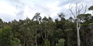 Vegetation off Pelican Waters Boulevard. Picture: Google Street View.
