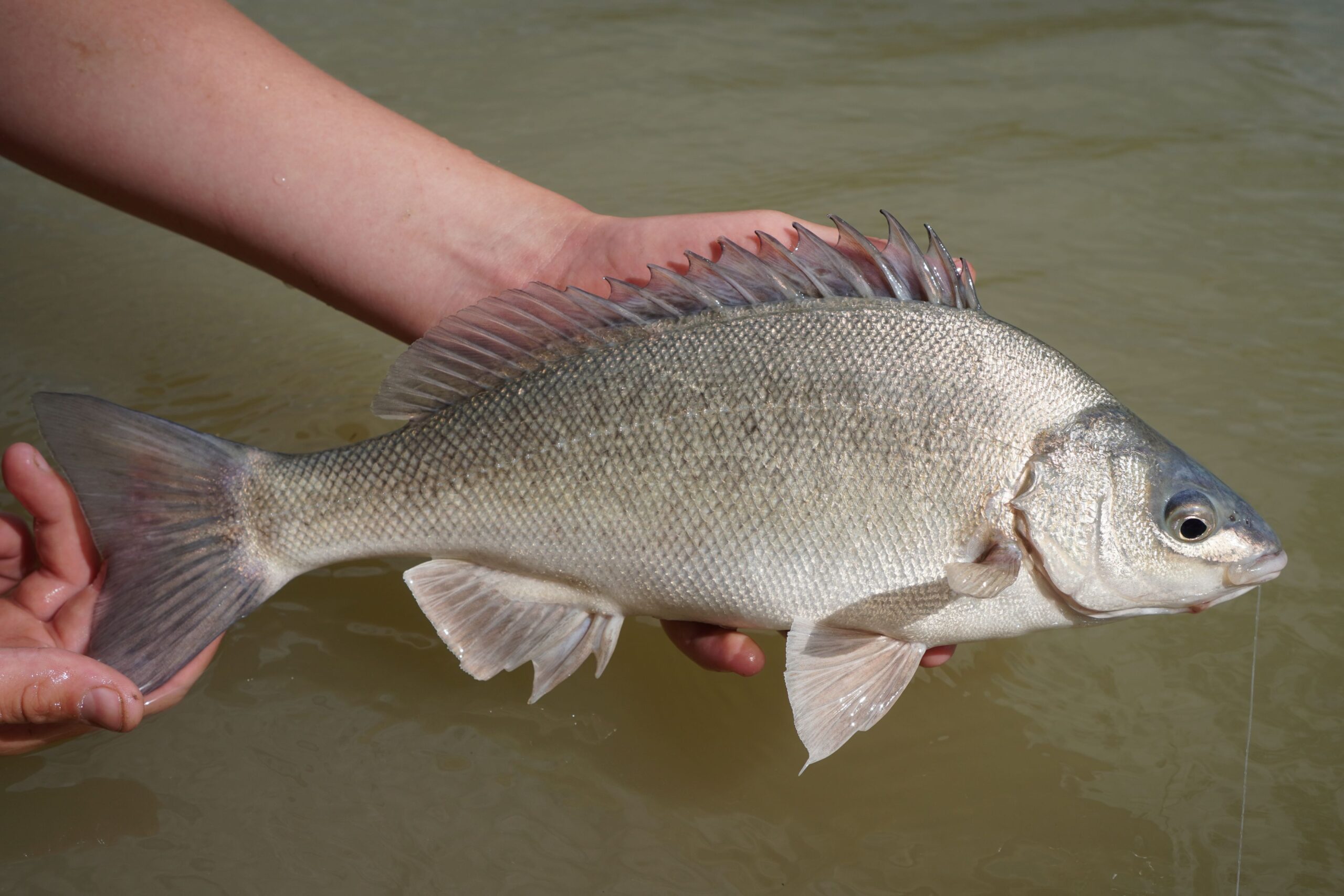 Katja krassavice porn 4K views 0:28 Katja Krasavice Blowjob