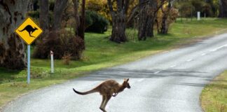 A kangaroo crosses a road. Picture: Shutterstock.