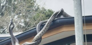 Two fighting pythons start to fall off a roof. Picture: Supplied via Sunshine Coast Snake Catchers.