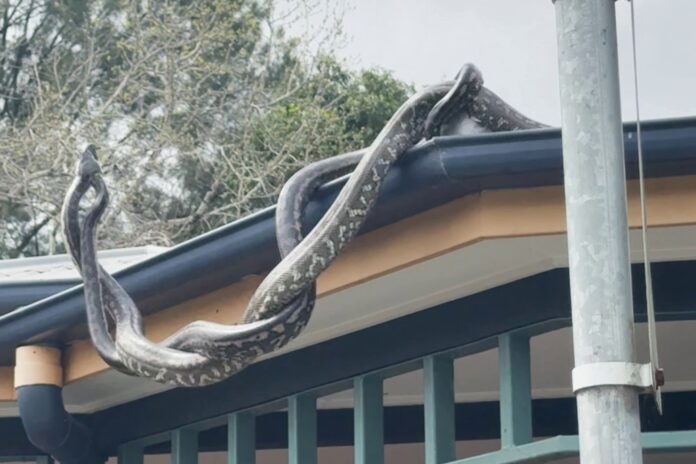 Two fighting pythons start to fall off a roof. Picture: Supplied via Sunshine Coast Snake Catchers.