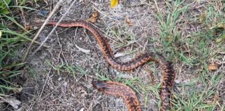 An orange red Collett's snake.