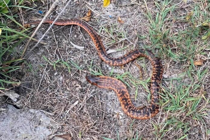 An orange red Collett's snake.