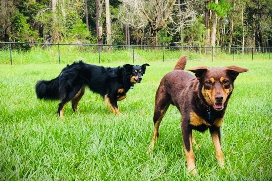 Chai Latte, Boo Boo Nasty: Coast's funniest pet names