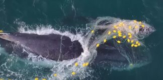 A humpback whale and calf tangled in a shark net off Noosa National Park. Picture: Goeff Aquino.