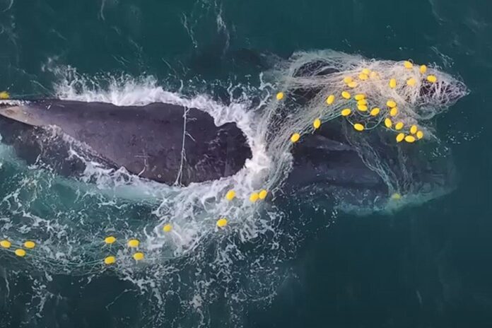 A humpback whale and calf tangled in a shark net off Noosa National Park. Picture: Goeff Aquino.