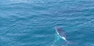 A whale calf stuck in a shark net off Marcoola. Picture: David McLean.