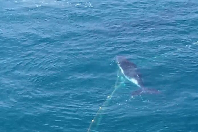 A whale calf stuck in a shark net off Marcoola. Picture: David McLean.