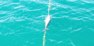 A dolphin died after being caught in a net at Noosa. Picture: Taylor Ladd-Hudson, Sea Shepherd.