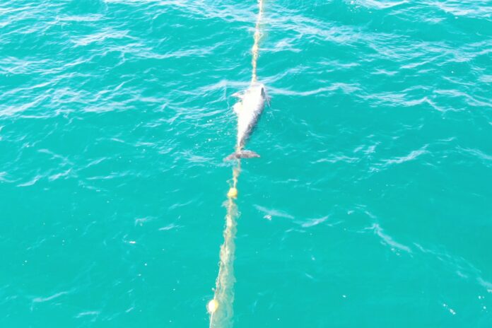 A dolphin died after being caught in a net at Noosa. Picture: Taylor Ladd-Hudson, Sea Shepherd.