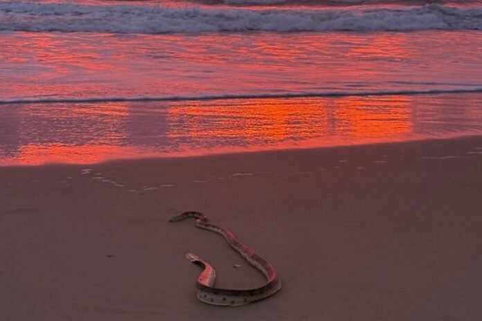 SCN201025 Prue Henschke sea snake Coolum Beach