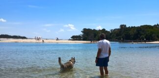 Buddy the dog takes a dip at a dog beach. Picture: Lucie Ritchie.