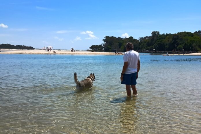 SCN301025buddy 2 Buddy the dog takes a dip at a dog beach. Picture: Lucie Ritchie.