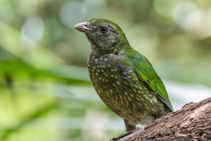 SEN 231025 bird count 2
