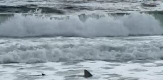 A shark by the water's edge at Dicky Beach. Picture: Kirsty Cammish.