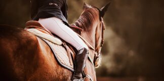 Some horse owners have expressed their disappointment over council's decisions regarding a horse round yard. Picture: Shutterstock.