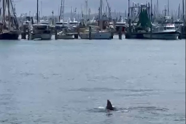 shark in water