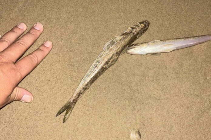 Some of the beached fish. Picture: Bradley Vellenoweth.