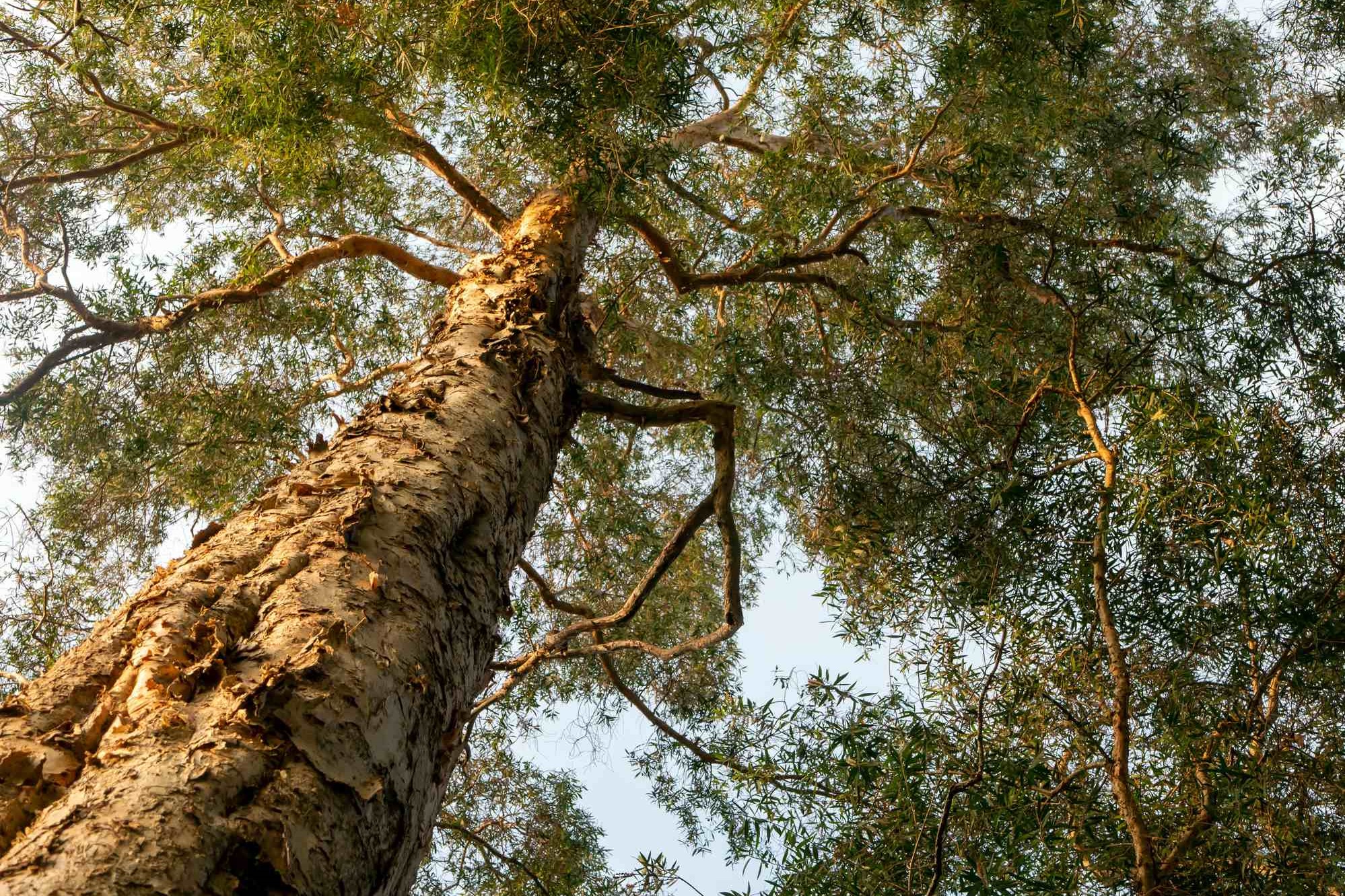 Secret weapon in climate fight hiding in tree bark