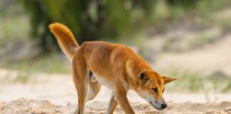 A dingo at K'gari.