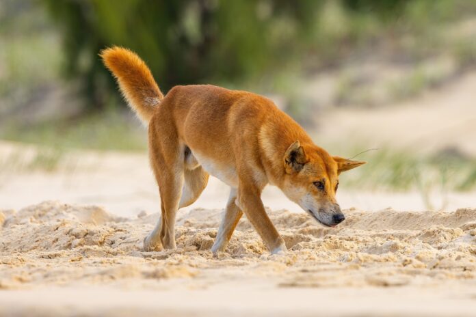A dingo at K'gari.