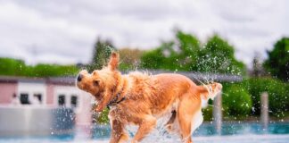 A lively Golden Retriever shakes off water near a pool, creating a dynamic splash on a bright summer day. This energetic scene captures the joyful essence of a playful dog outside.
