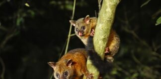 Two possums in a tree.