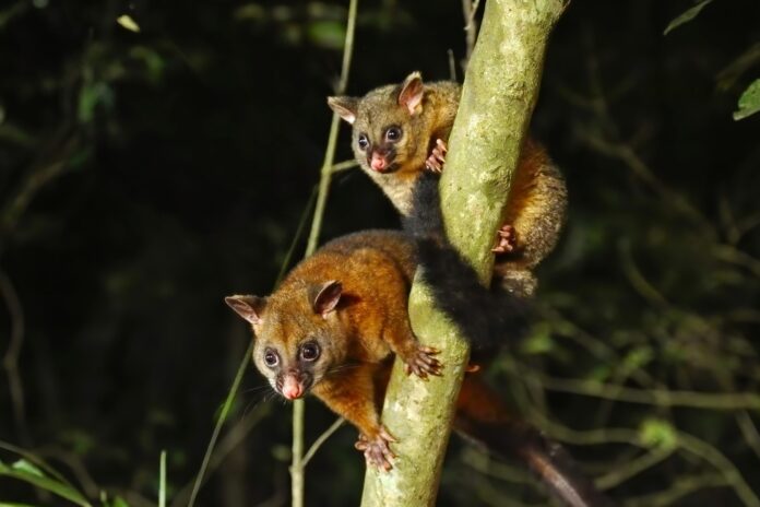 Two possums in a tree.