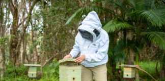 A compound found in bee propolis could help reduce human scarring.