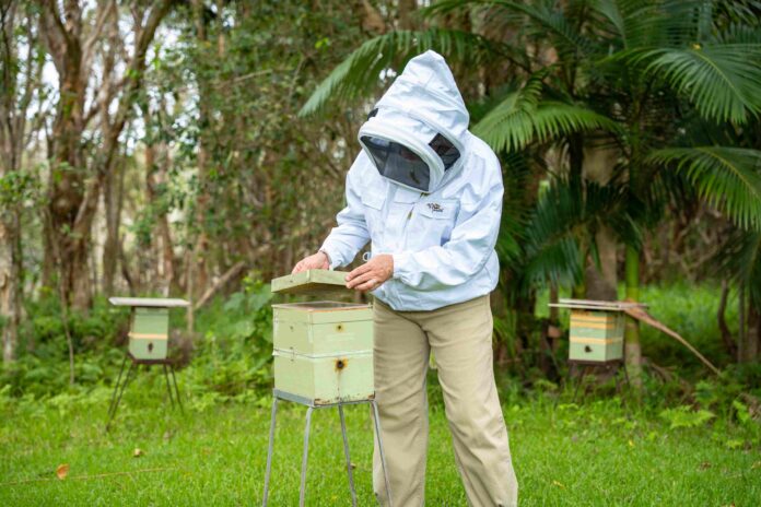 A compound found in bee propolis could help reduce human scarring.