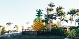 The Big Pineapple.