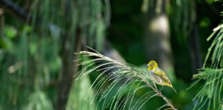 Songbirds, called silvereyes, living on islands off Queensland have developed their own distinct vocal ‘cultures’.