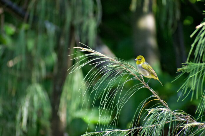Songbirds, called silvereyes, living on islands off Queensland have developed their own distinct vocal ‘cultures’.
