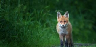 A fox.