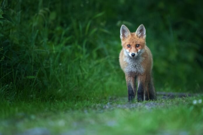 A fox.
