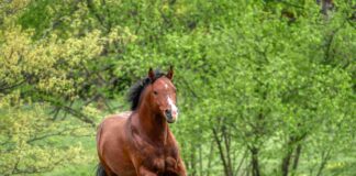 Sami Muirhead's unexpected horse encounter in Japan left her with a bad taste in her mouth.