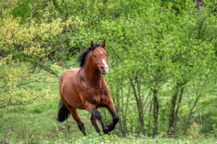 Sami Muirhead's unexpected horse encounter in Japan left her with a bad taste in her mouth.